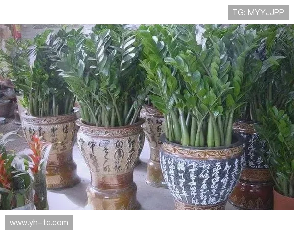 开运线上官方入口推荐,带你领略神奇的吉祥能量,提升生活品质 开运线上官方入口推荐,带你领略神奇的吉祥能量,提升生活品质